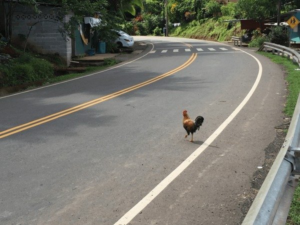 Overview of chicken road 2 juego Overview of chicken road 2 juego